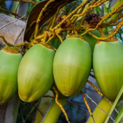 noix coco import export