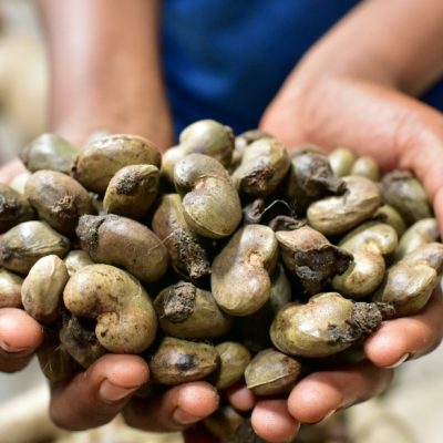 noix de cajoux cote d'ivoire